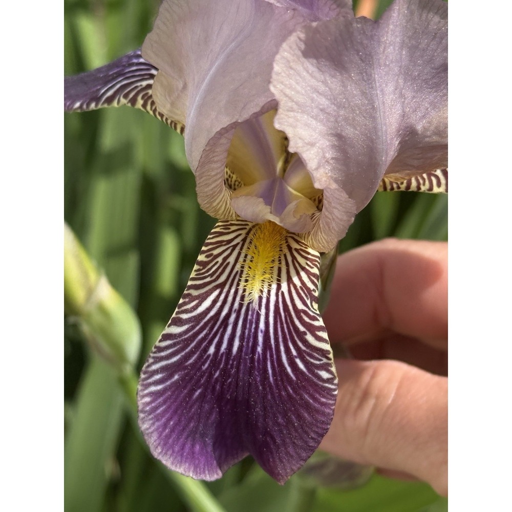 10 Iris Fresh Bearded Iris Rhizomes Mixed Varieties Very Mature Healthy Root Sys